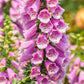 1000 PINK & PURPLE Mix FOXGLOVE Digitalis Flower Seeds