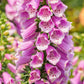 1000 FOXGLOVE EXCELSIOR MIX Digitalis Purpurea Mixed Colors Flower Seeds