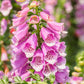 1000 PINK FOXGLOVE Digiitalis Purpurea Flower Seeds