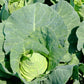 300 CHARLESTON WAKEFIELD CABBAGE Heirloom Cone Brassica Oleracea Vegetable Seeds