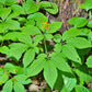 15 Asian KOREAN GINSENG Panax Shade Chinese Herb Seeds