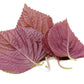 300 PURPLE SHISO aka PERILLA Frutescens Ornamental Herb Seeds Green & Purple