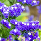 50 Purple STATICE / SEA LAVENDER Limonium Sinuatum Flower Seeds