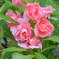 100 Mixed Dwarf TOM THUMB IMPATIENS Balsamina - Sun or Shade - Double Purple, Red, White, Pink, & Orange Flower Seeds
