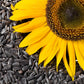 100 BLACK OIL SUNFLOWER Helianthus Annuus Yellow Hummingbird Bird Flower Seeds