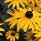 2000 BLACK EYED SUSAN Rudbeckia Hirta Yellow Heirloom Native Flower Seeds