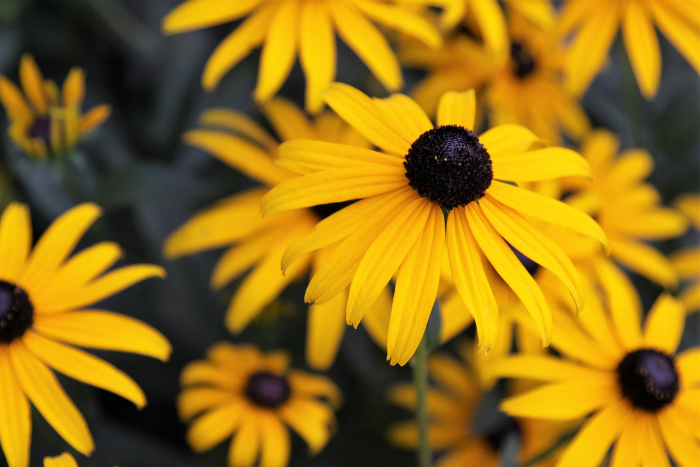 2000 BLACK EYED SUSAN Rudbeckia Hirta Yellow Heirloom Native Flower Seeds