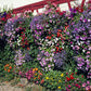 200 MIXED COLORS LOBELIA Regatta Lobelia Erinus Flower Seeds