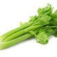 1000 TALL UTAH CELERY Apium Graveolens Dulce Vegetable Seeds
