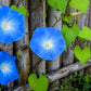 50 Heavenly BLUE MORNING GLORY Ipomoea Tricolor Vine Flower Seeds
