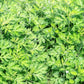 1000 JAPANESE MUGWORT Artemisia Princeps Korean Wormwood Yomagi Herb Yellow Flower Seeds