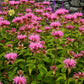 25 BEE BALM MIX Lemon Hummingbird Mint Monarda Didyma Mixed Colors Scarlet, Red, Pink, Purple, Spotted, & Salmon Flower Seeds