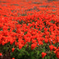 100 RED CALIFORNIA POPPY Eschscholzia Californica Native Flower Seeds