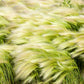 25 MEXICAN FEATHER GRASS Pony Tails Ornamental Stipa Tenuissima Nassella Seeds Wind Whisp