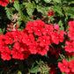 50 SCARLET VERBENA Red Nana Compacta Fragrant Flower Seeds