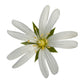 50 Organic CHICKWEED Stellaria Media Starwort Stitchwort White Flower Herb Seeds
