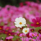 350 COSMOS SENSATION MIX Mixed Colors Cosmos Bipinnatus Flower Seeds