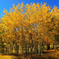 50 Golden QUAKING ASPEN TREE Populus Tremuloides White Bark Yellow Fall Cold Hardy Seeds