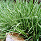 1000 Variegated RIBBON GRASS Reed Canary Phalaris Arundinacea Pink Flower Seeds