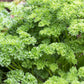 1500 TRIPLE CURLED PARSLEY Petroselinum Hortensis Herb Vegetable Seeds