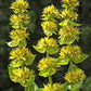 30 GREAT YELLOW GENTIAN Gentiana Lutea Herb Flower Seeds