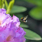 40 CAROLINA RHODODENDRON Carolinianum Dwarf Azalea Pink Purple Flower Shrub Seeds
