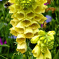 100 YELLOW FOXGLOVE Digitalis Grandiflora Sun or Shade Pollinator aka Large Foxglove or Big-Flowered Foxglove - Flower Seeds