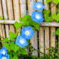 50 Heavenly BLUE MORNING GLORY Ipomoea Tricolor Vine Flower Seeds