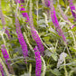 100 PURPLE TAILS WOOD SAGE Teucrium Hyrcanicum Caucasian Germander Herb Reddish Purple Flower Seeds