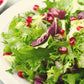 3000 GREEN CURLED ENDIVE (Frisée / Salad Endive / Moss Curled Endive / Escarole) Cichorium Endivia Vegetable Seeds