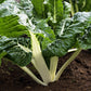 300 LUCULLUS SWISS CHARD Beta Vulgaris White Perpetual Spinach Vegetable Seeds