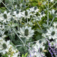 10 Giant SILVER SEA HOLLY Eryngium Giganteum Miss Willmott's Ghost Flower Seeds