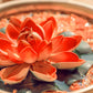 5 BOWL LOTUS Mixed Colors Dwarf Nelumbo Nucifera Aquatic Flower Seeds