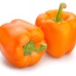 100 ORANGE King BELL PEPPER Sweet Capsicum Annuum Vegetable Seeds