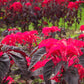 100 Tricolor EARLY SPLENDOR AMARANTHUS Hypochondricus Flower Seeds