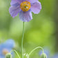 10 VIOLET HIMALAYAN POPPY Meconopsis Betonicifolia Purple Hensol Flower Seeds