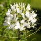 200 WHITE QUEEN CLEOME (Spider Flower) Cleome Hassleriana Cleome Spinosa Flower Seeds