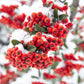 25 SCARLET FIRETHORN Pyracantha Coccinea Bush Shrub Flower Seeds
