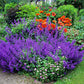 50 BLUE CATMINT Nepeta Mussinii Herb Flower Seeds