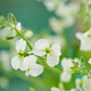 1000 EVENING (night) SCENTED STOCK Matthiola Longipetala Bicornis Flower Seeds
