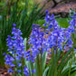 10 WOOD HYACINTH Mixed Colors English Woodland Spanish Bluebell Scilla Campanulata Hyacinthoides Hispanica Pink Purple White Flower Seeds