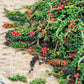 25 BLACK PEPPERCORN Black Pepper Piper Nigrum Spice Vine Seeds