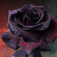 5 BLACK ROSE Rosa Bush Shrub Perennial Flower Seeds