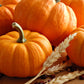 20 JACK Be LITTLE PUMPKIN Miniature Vegetable Cucurbita Pepo Seeds
