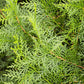 20 MEDITERRANEAN CYPRESS TREE Italian Pencil Pine Cedar Cupressus Sempervirens Stricta Seeds