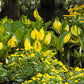 10 Yellow SWAMP LANTERN Moist Lysichiton Americanus Skunk Cabbage Flower Seeds
