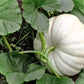 5 WHITE CASPER PUMPKIN White Skin Orange Flesh Cucurbita Maxima Vegetable Seeds