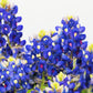 150 TEXAS BLUEBONNET LUPINE Lupinus Texensis Flower Seeds