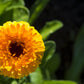 500 PACIFIC Beauty YELLOW MARIGOLD Calendula Officinalis Flower Seeds
