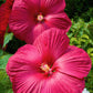 25 Grenache Vintage Hot PINK HARDY HIBISCUS Hibiscus Moscheutos Flower Seeds